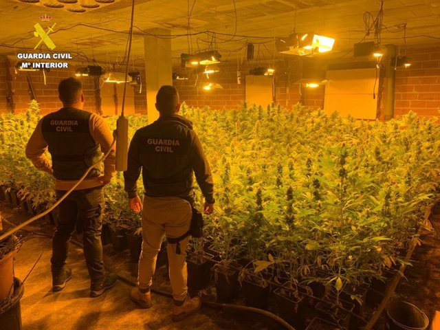 Plantación indoor de marihuana