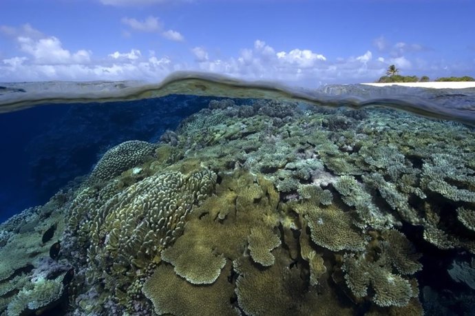 Archivo - Arrecife de coral en Marshall Islands  (Micronesia)