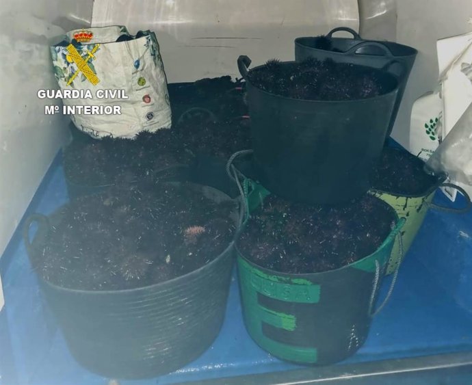 Erizo intervenido en A Coruña