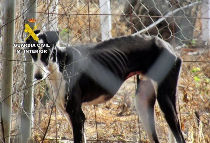 Galgo desnutrido en  Valdelacalzada