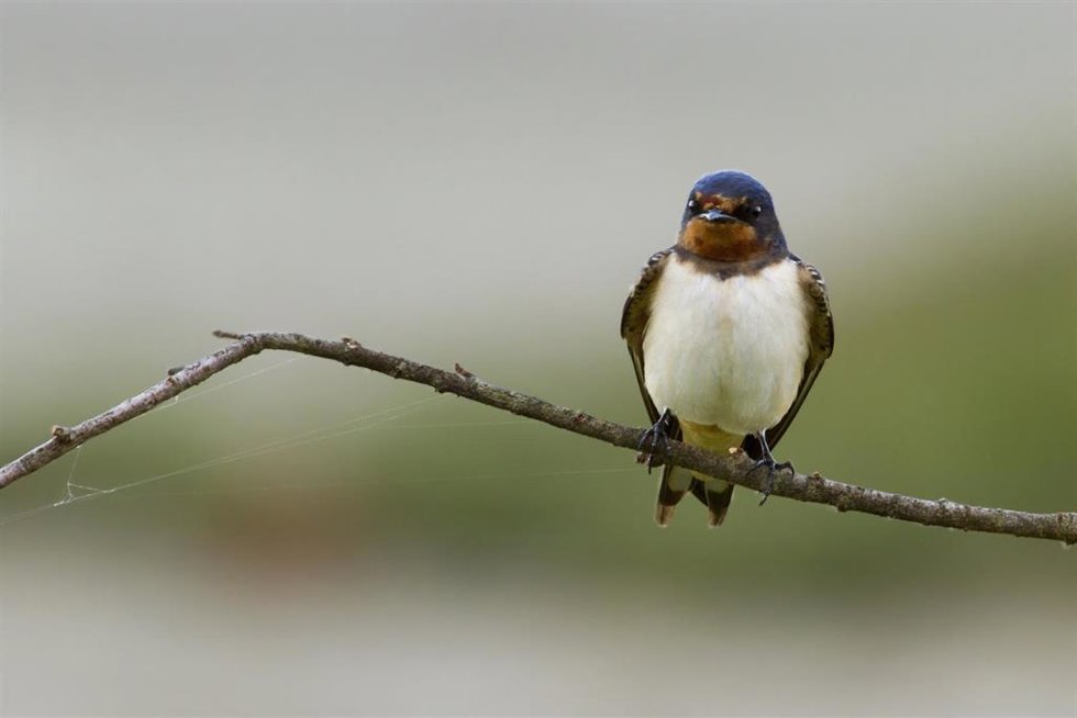 Ejemplar de avión común, una de las más de 20 especies que sitúan sus lugares de nidificación y refugio en los edificios.