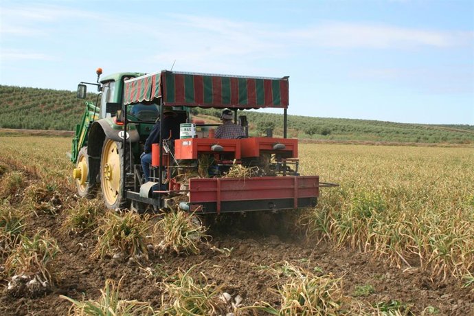 Archivo - Una máquina en la cosecha de ajos.