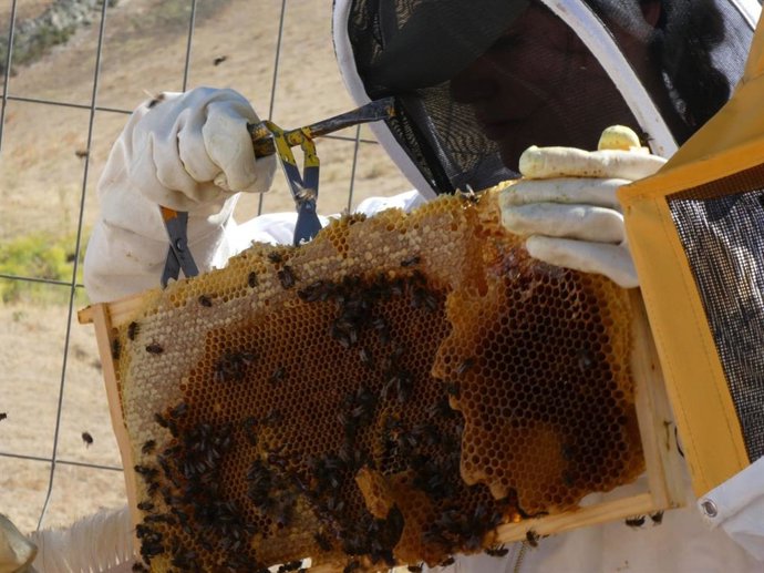 Archivo - Jornadas de apicultura