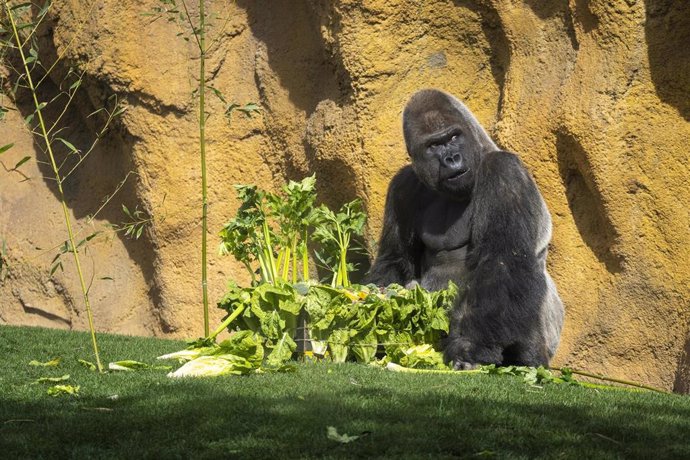 El gorila espalda plateada de BIOPARC Valencia celebra su 32 cumpleaños