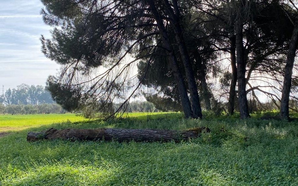 Paraje natural de Pinar de Doña.