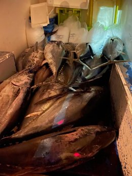 Atunes capturados de forma ilegal que se hallaban en una furgoneta.