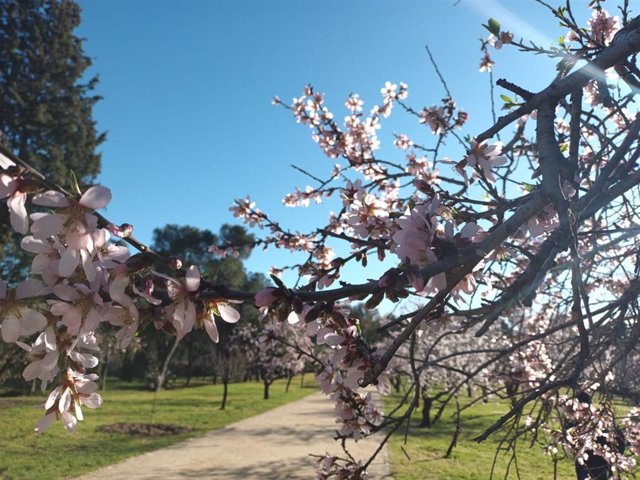 Almendros en flor en la Quinta de los Molinos en un día soleado.