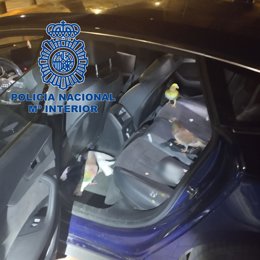 Detenidos cinco jóvenes por sustraer 18 palomos de alta competición de un club de colombicultura