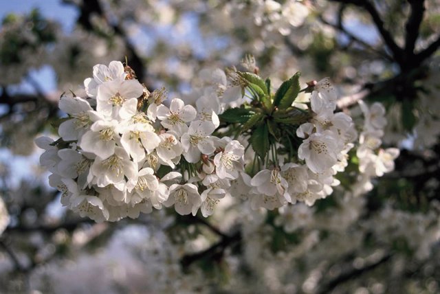 Empieza la floración de dos millones de cerezos en el Jerte, comenzando la campaña de la D.O.P Cereza del Jerte
