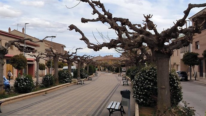 Trabajos de poda en La Almunia de doña Godina