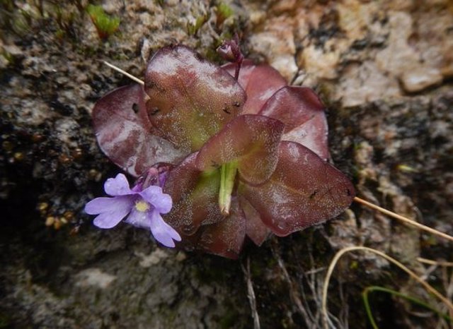 Pinguicula ombrophila