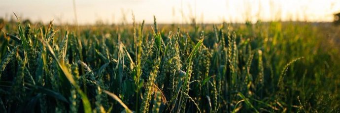 Archivo - Cultivo de biocombustible