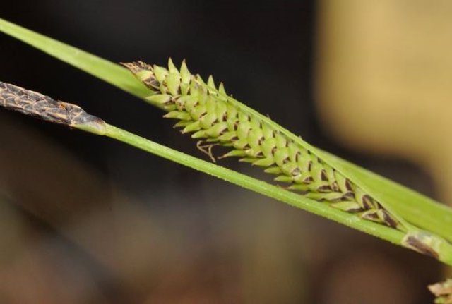 Imágenes de primer plano de las partes reproductivas (inflorescencias conocidas como espigas) de la especie recién descrita Carex quixotiana.
