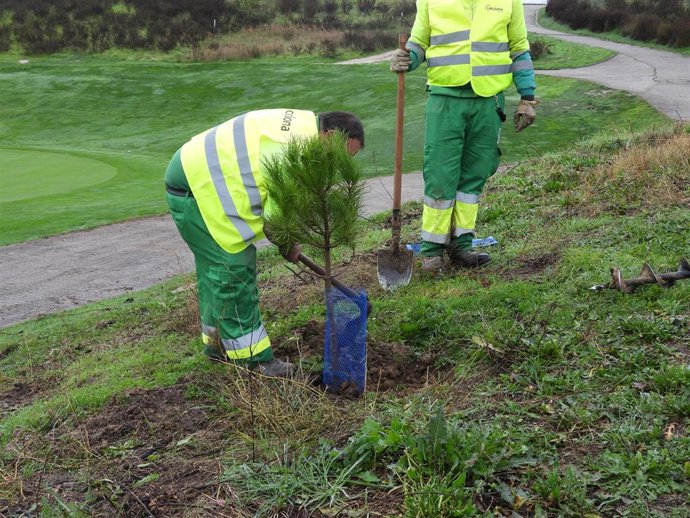 Operarios en la labor de plantación.