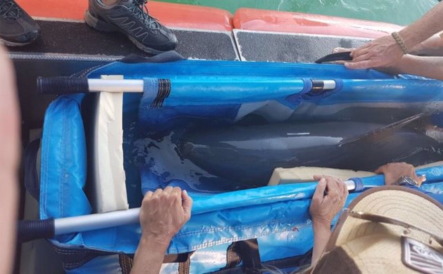 Archivo -    El equipo de VaquitaCPR (Conservación, Protección y Recuperación de la Vaquita Marina) comunicó ayer que el ejemplar que capturaron el sábado 4 de noviembre en Baja California (México) había fallecido