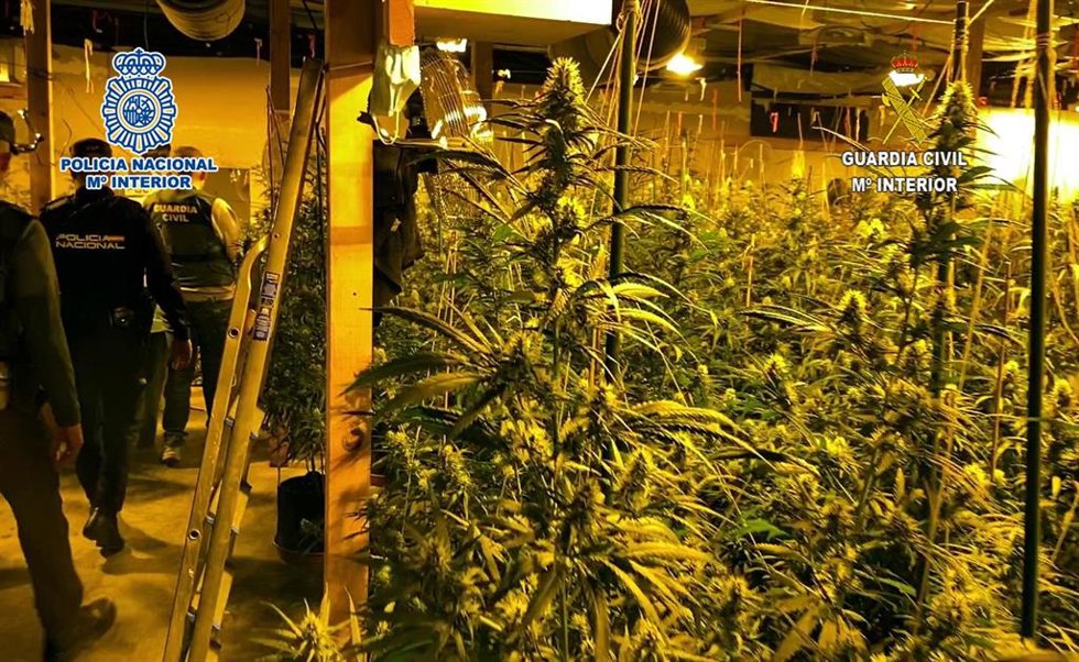Nota De Prensa: "La Policía Nacional Y La Guardia Civil Han Desarticulado Una Organización Criminal De Origen Albanés Que Distribuía Marihuana Cultivada En La Provincia De Alicante Por Países Del Norte Europa"