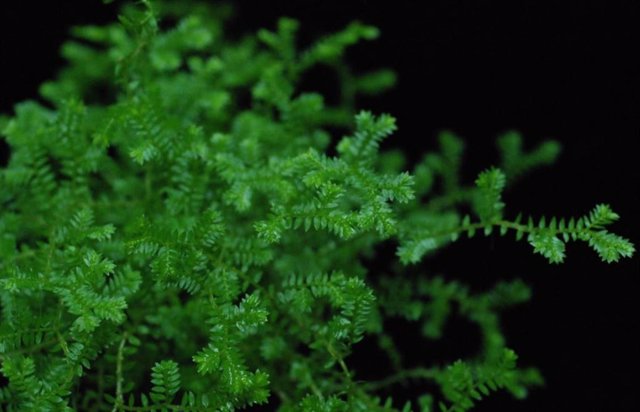 Selaginella, musgo de espiga