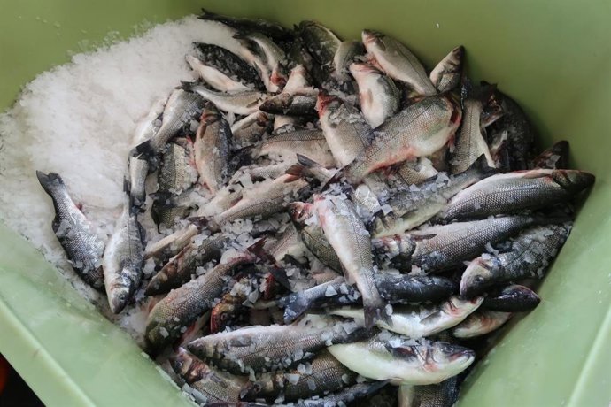 Archivo - Lubinas donadas a entidades de Mallorca