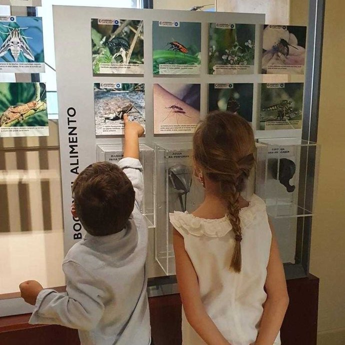 Archivo - Taller escolar en el Museo de Naturaleza y Arqueología (MUNA)
