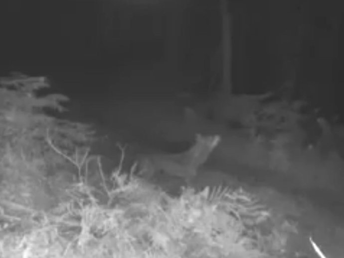 Imagen nocturna de un lobo en la provincia de Cáceres