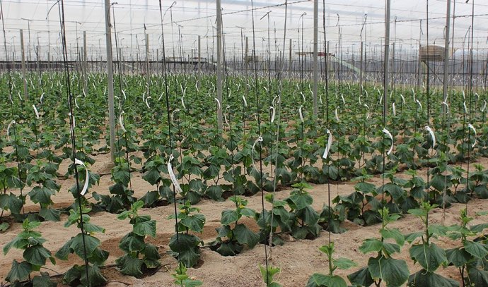 Archivo - Invernadero en Andalucía.