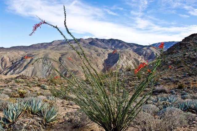 Ocotillo creciendo en la Reserva Boyd Deep Canyon. Esta es una de las plantas que se mueve hacia un territorio de menor elevación donde otras especies más altas están en declive.