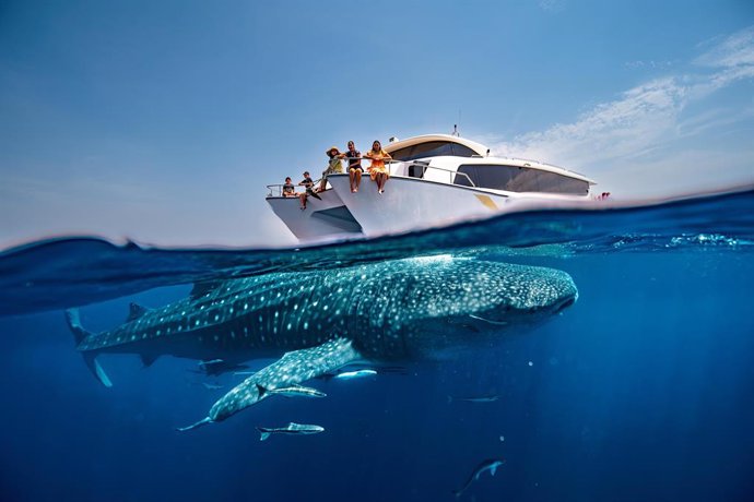 Discover Qatar presenta excursiones exclusivas para avistar tiburones ballena