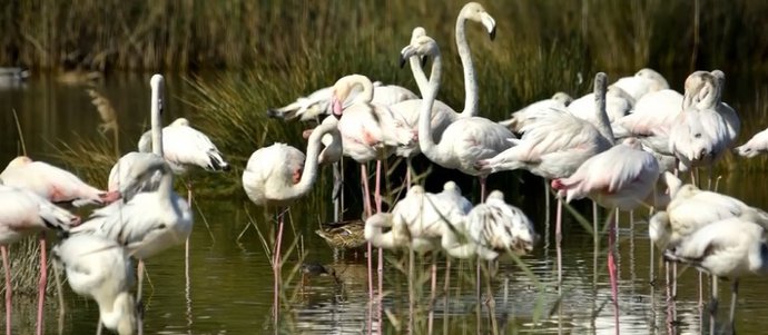 Flamencs a l'Albufera
