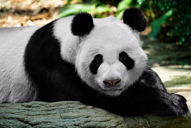 Descubren un antigua variedad de panda gigante carnívoro