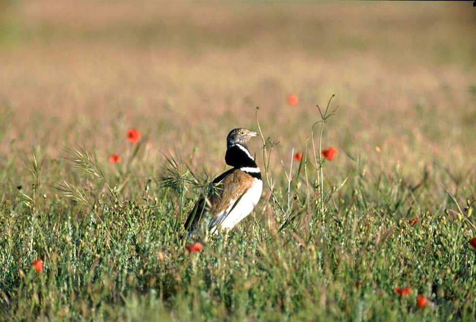 Archivo - La intensificación agraria y el aumento de prácticas negativas para el medio ambiente, son algunas de las causas por las que el sisón común ha descendido en España cerca de un 50% en la última década, según un estudio publicado por el Área de 