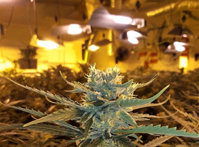 Endesa denuncia que las plantaciones de marihuana consumen de forma ilegal la misma electricidad que Sevilla