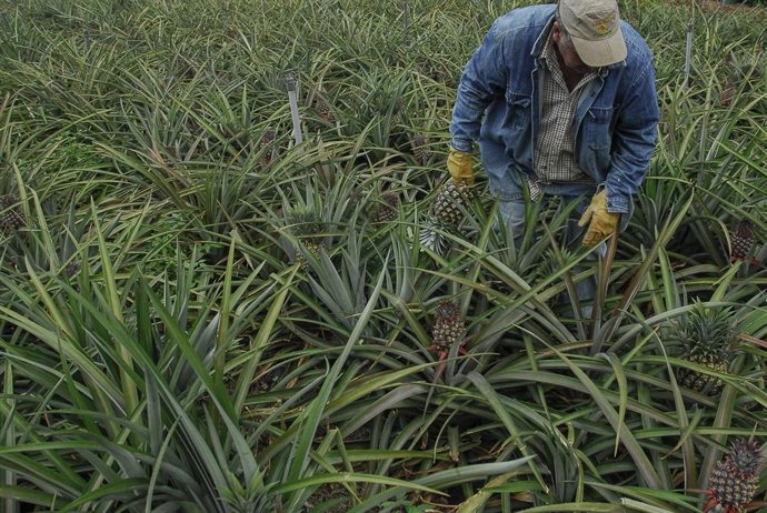 Archivo - Cultivo de piña tropical en el Valle del Golfo, en El Hierro