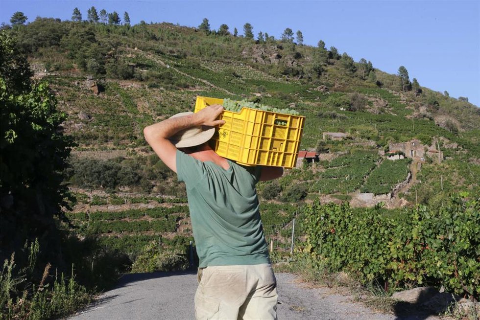 Archivo - Un vendimiador y cosechero recoge racimos de garnacha, a 9 de septiembre de 2022, en A Ribeira Sacra, Sober, Lugo, Galicia (España). Este año el grueso de la vendimia ha previsto una menor producción respecto a los 73 millones de kilos de uva 