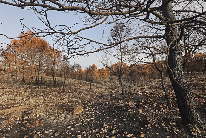 Archivo - Paraje afectado por el incendio de La Vall dEbo