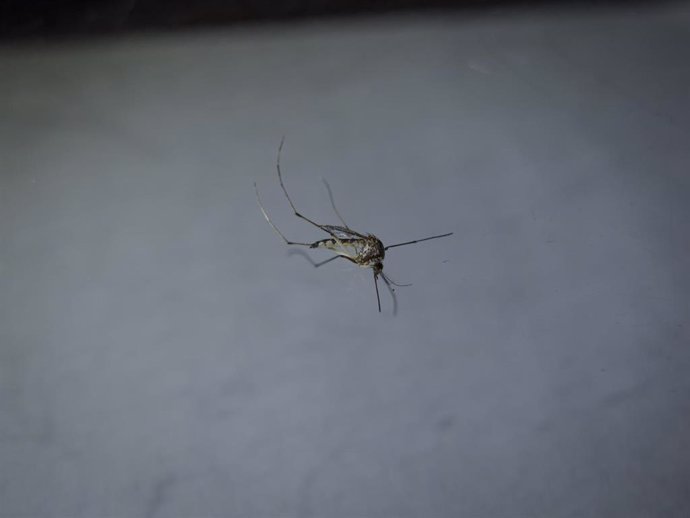 Archivo - Mosquito transmisor del virus chikungunya