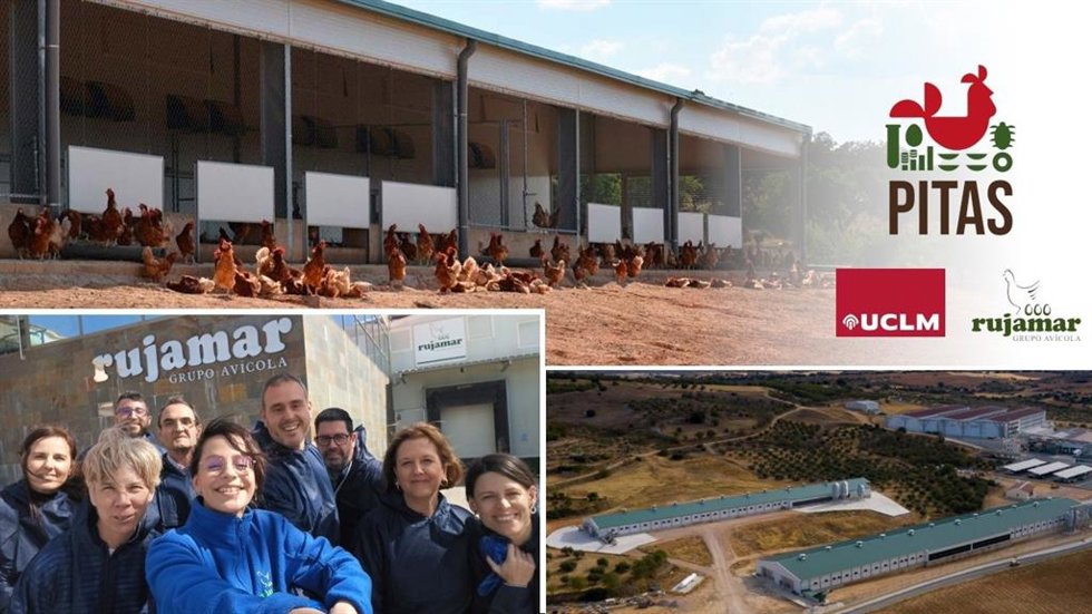 La UCLM y la empresa Rujamar promoverán la avicultura sostenible y la mejora del bienestar de las aves.