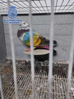 La Policía Nacional Detiene A Los Responsables De Robos De Palomos Perpetrados Por Toda La Región