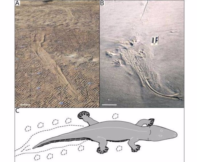 Comparativa de marcas fósiles de cocodrilos en Georgia (EEUU) (A y B) con la probable traza dehuellas de la especie de anfibio extinta sudafricana