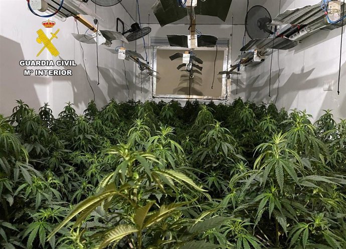 Plantas de marihuana intervenidas en la operación
