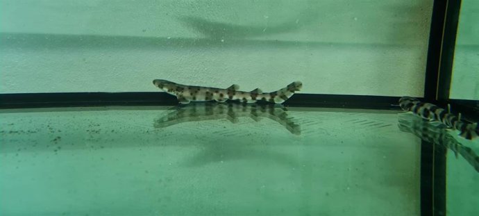 Cría de alitán nacida en cautividad dentro del proyecto 'Pequeños Tiburones'
