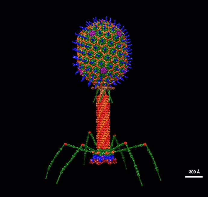 Archivo - Modelo estructural de un fago con resolución atómica.