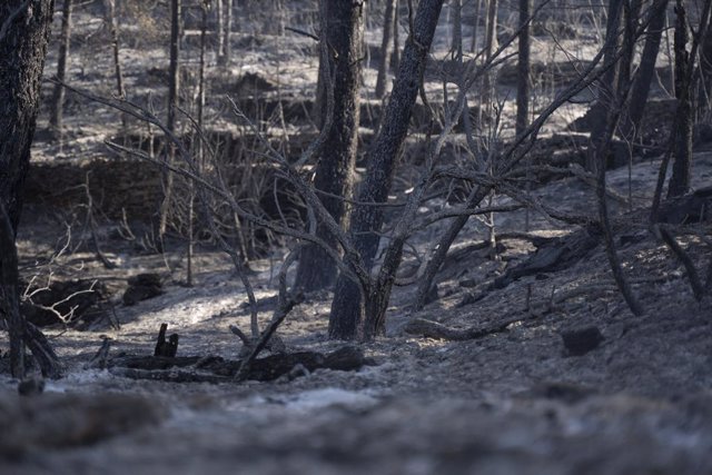 Vegetació afectada per l'incendi de Vilanova de Viver