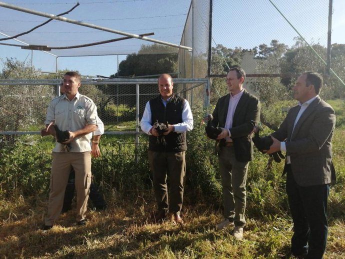 La Junta libera 23 ejemplares de ibis eremitas en San Ambrosio, en el término municipal de Barbate (Cádiz)