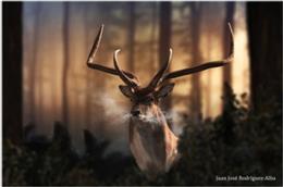 Ilustración de cómo debió ser de Dama celiae, la especie que acaban de describir para la ciencia.