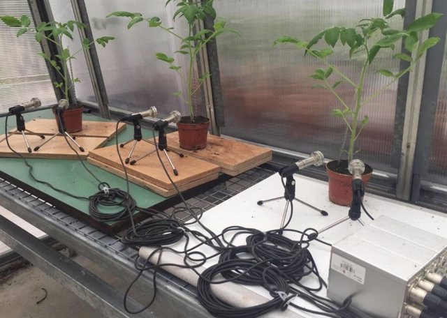 A photo of three tomato plants whose sounds are being recorded in a greenhouse
