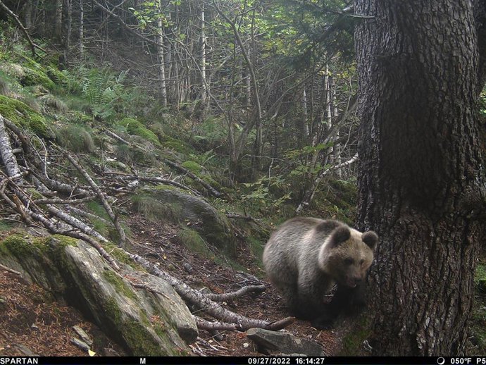 Ejemplar de oso pardo en el Pirineo