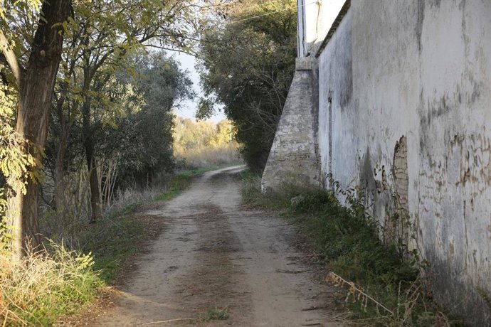 Camino entre Mairena y Gelves que la CHG convertirá en un sendero.