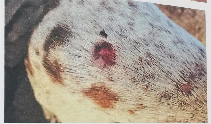 Uno de los perros rescatados en una finca en Vallhermoso que se encontraba abandonado por su dueño
