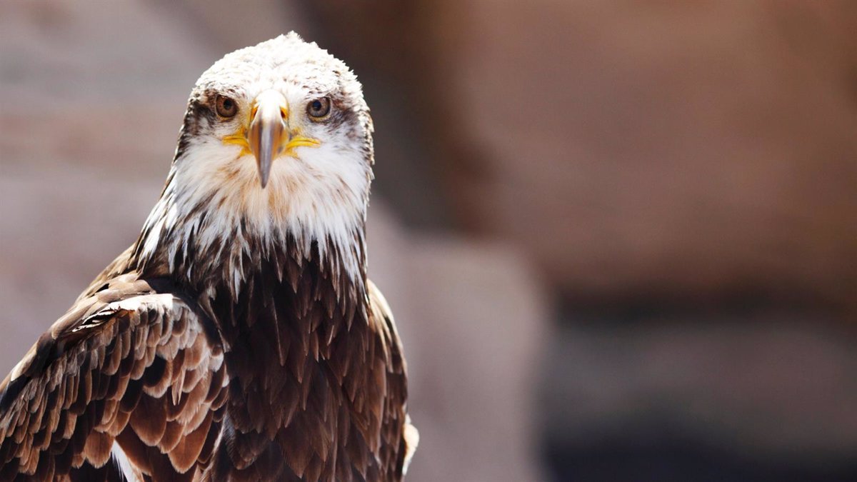 El águila imperial ibérica se aleja del peligro de extinción, tras pasar de  39 parejas en 1974 a 841 en 2022