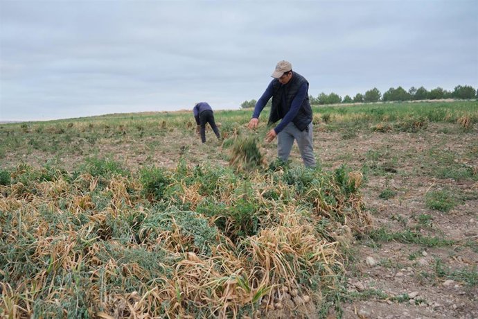 Archivo - Recogida de ajo, europa press